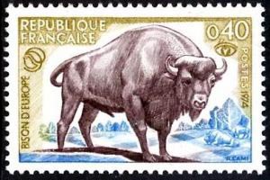 Bison