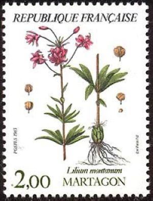  Fleurs de montagne (martagon) 