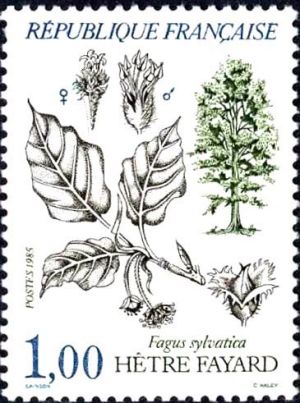  Hètre fayard (Fagus sylvatica) 