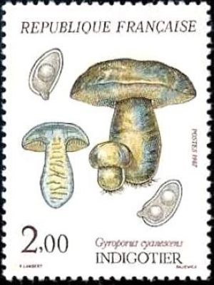  Champignons - Indigotier (Gyroporus cyanescens) 