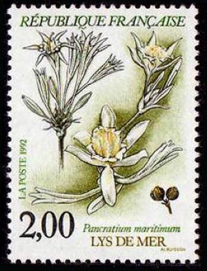  Plantes des marais - Lys de mer 
