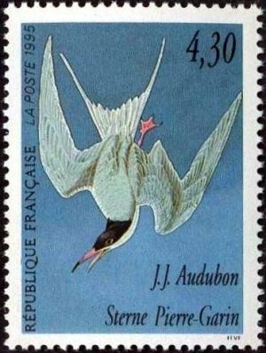  Les oiseaux de John J. Audubon - Sterne Pierre-Garin 