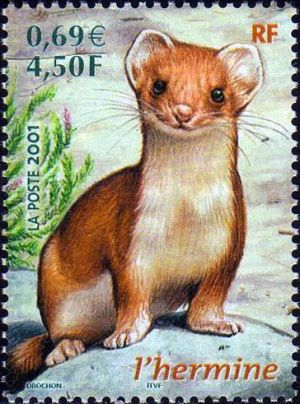  Faune de France, L´Hermine - Mustela erminea 