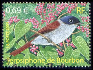  Oiseaux d´Outremer, le Terpsiphone de Bourbon 